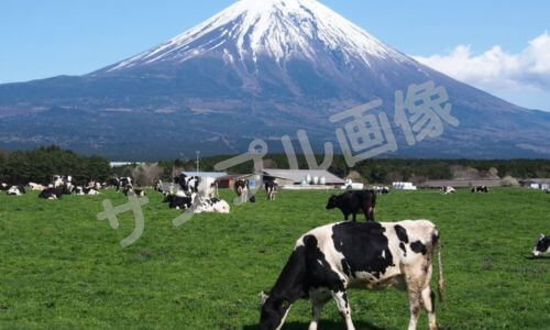 朝霧高原